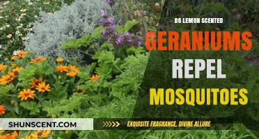 Lemon Scented Geraniums: Effective Mosquito Repellent or Myth?
