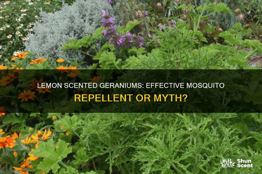 do lemon scented geraniums repel mosquitoes