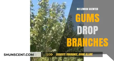 Do Lemon-Scented Gum Trees Drop Branches? Facts and Safety Tips