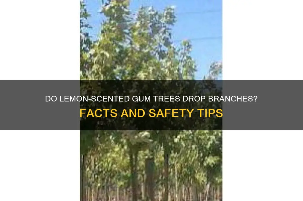 do lemon scented gums drop branches
