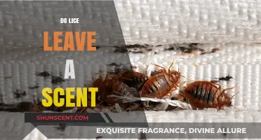 Do Lice Leave a Scent? Uncovering the Truth About Lice Odor