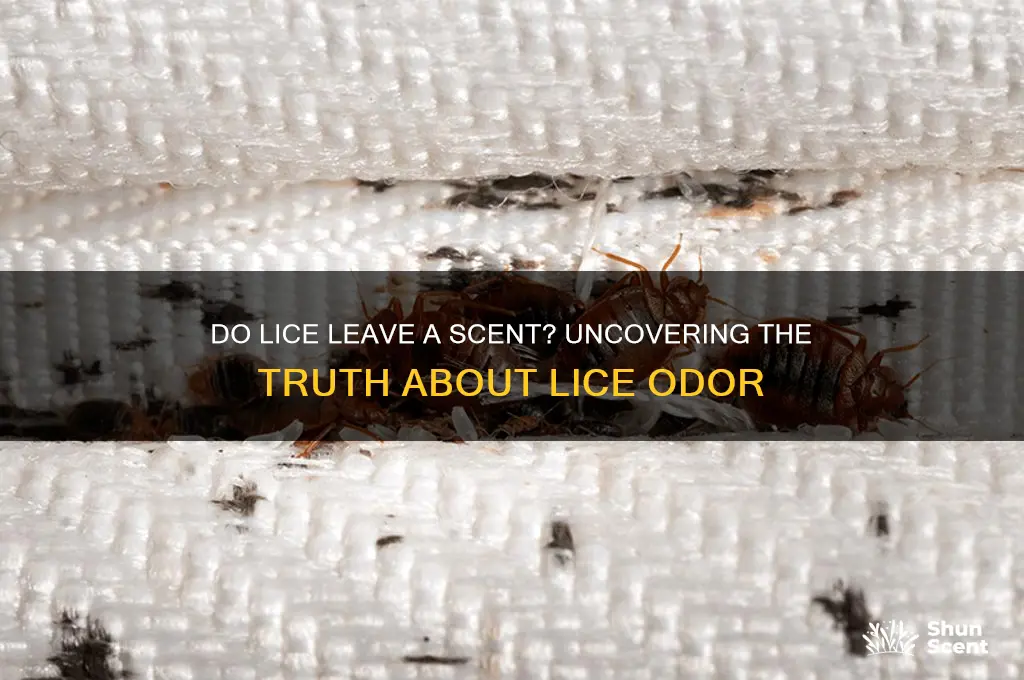 do lice leave a scent