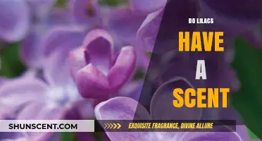The Fragrant Truth: Do Lilacs Really Have a Scent?