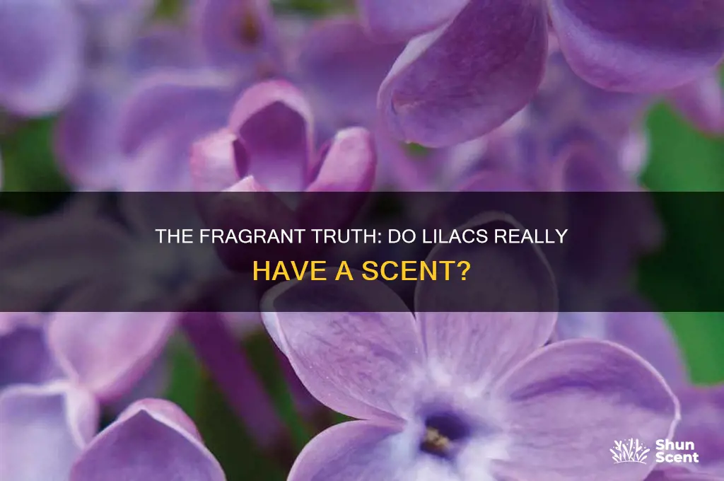 do lilacs have a scent