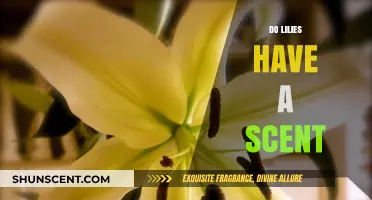 Do Lilies Smell? Unveiling the Truth About Their Signature Scent