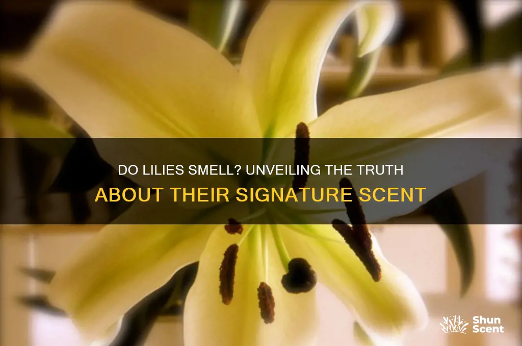 do lilies have a scent