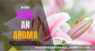 Lilies' Aroma: A Fragrant or Odorless Flower?