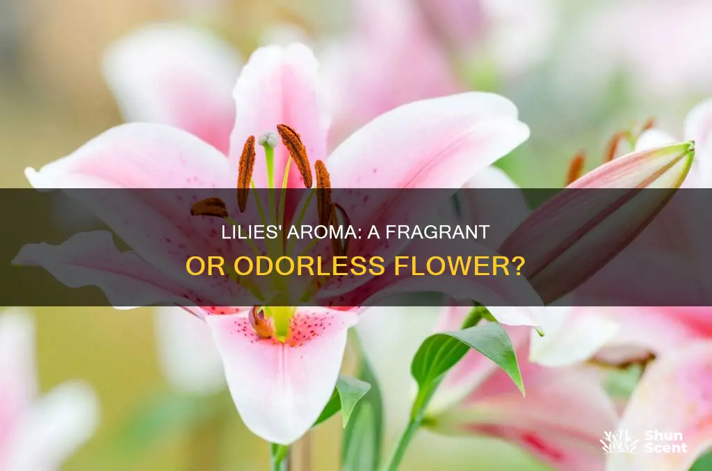 do lilies have an aroma