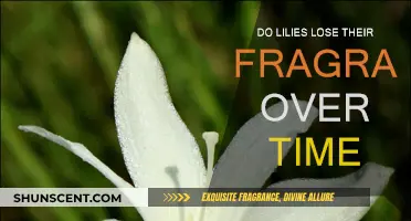 Lilies' Fragrance: Does It Fade Away Over Time?