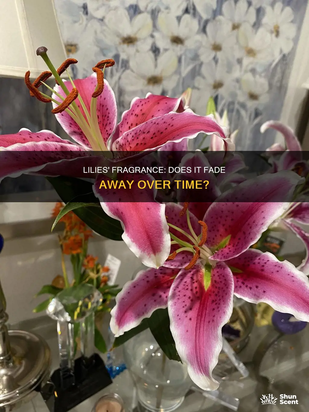 do lilies lose their fragrance over time