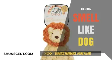 Exploring the Scent Spectrum: Do Lions Share a Similar Smell to Dogs?