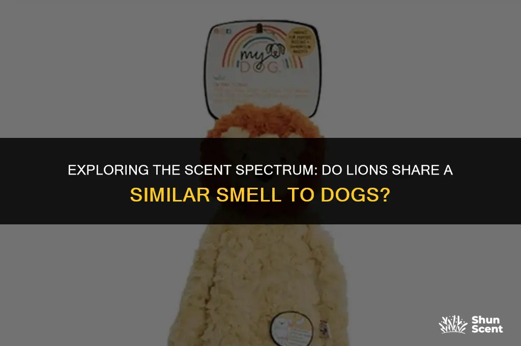 do lions smell like dog
