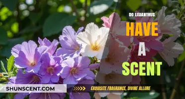 Do Lisianthus Flowers Have a Scent? Unveiling Their Aromatic Mystery
