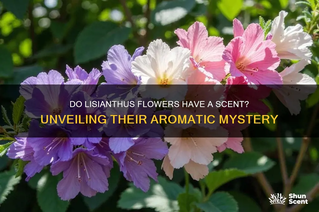 do lisianthus have a scent