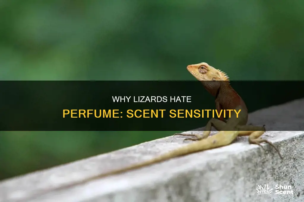 do lizards hate perfume