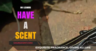 Unveiling the Truth: Do Lizards Have a Distinct Scent?