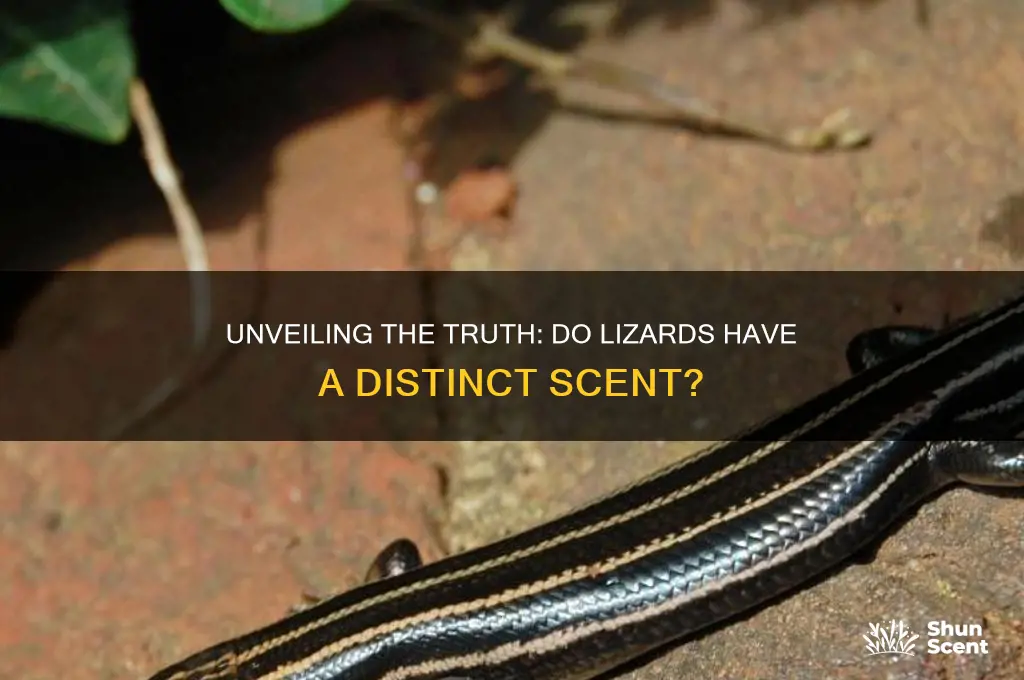 do lizards have a scent