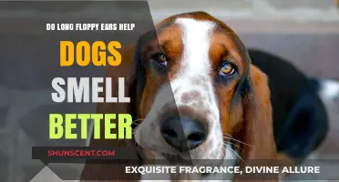 Unleashing the Power of Floppy Ears: Enhancing Canine Scent Detection