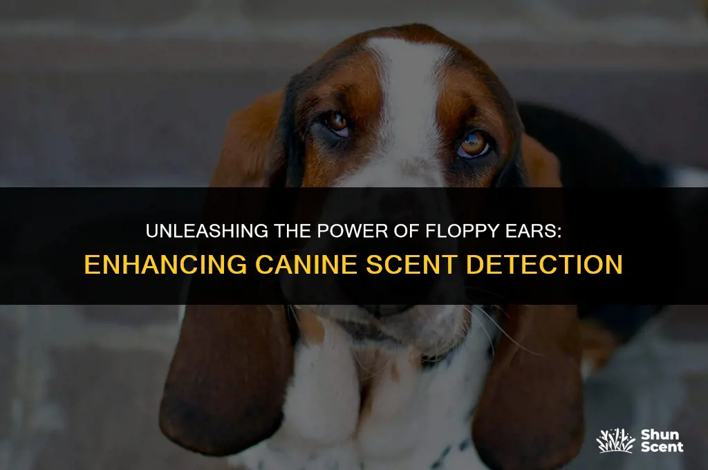 do long floppy ears help dogs smell better