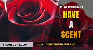 Do Long Stem Red Roses Have a Scent? Unveiling the Truth