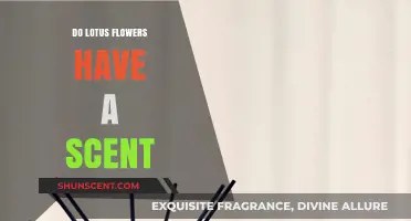 The Fragrant Truth: Do Lotus Flowers Emit a Scent?