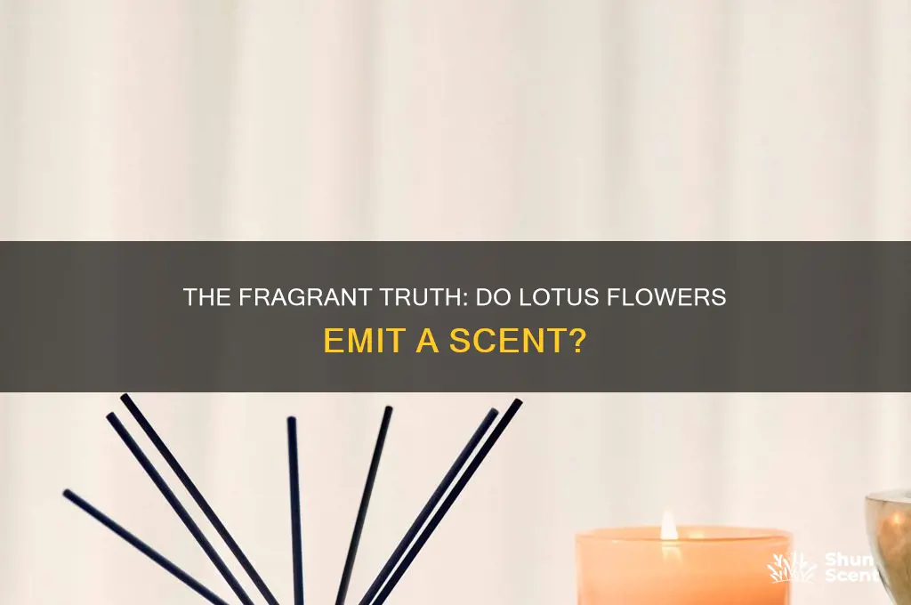do lotus flowers have a scent
