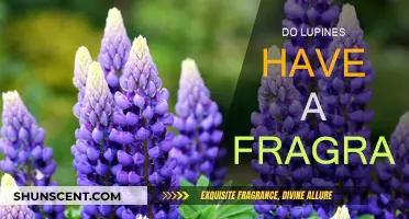 Lupines' Fragrance: A Natural Perfume or Just a Myth?