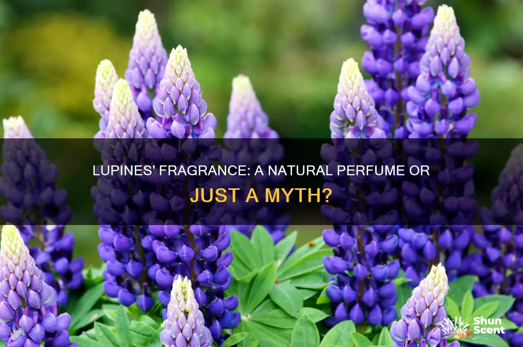 do lupines have a fragrance