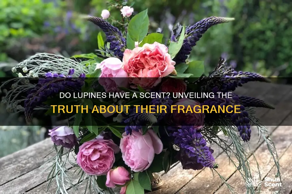 do lupines have a scent