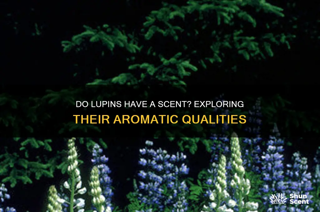do lupins have a scent