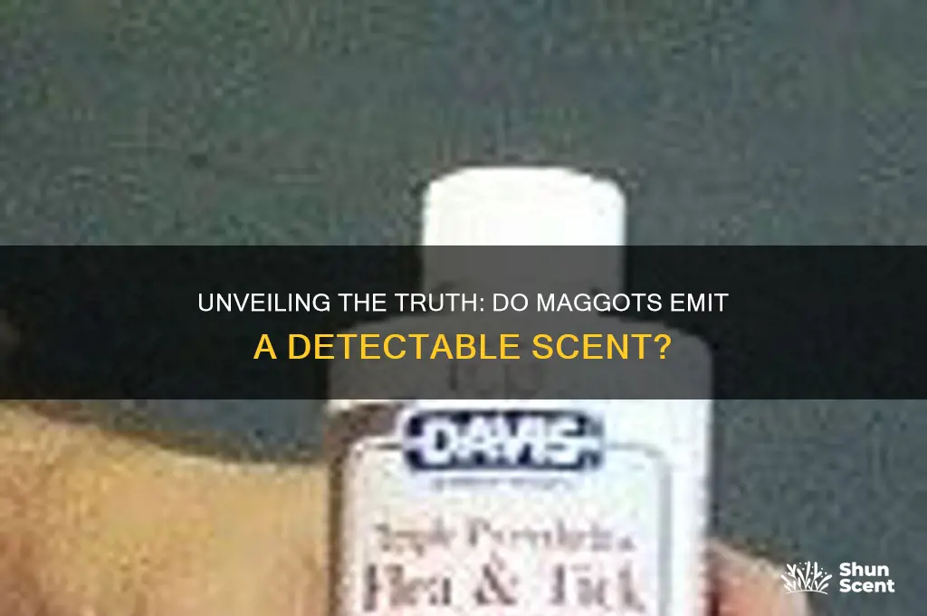 do maggots have a scent