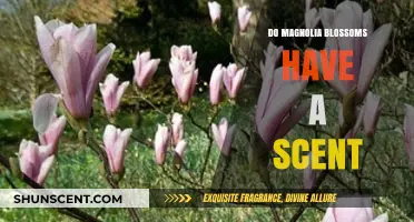 Do Magnolia Blossoms Have a Scent? Unveiling Their Fragrant Mystery