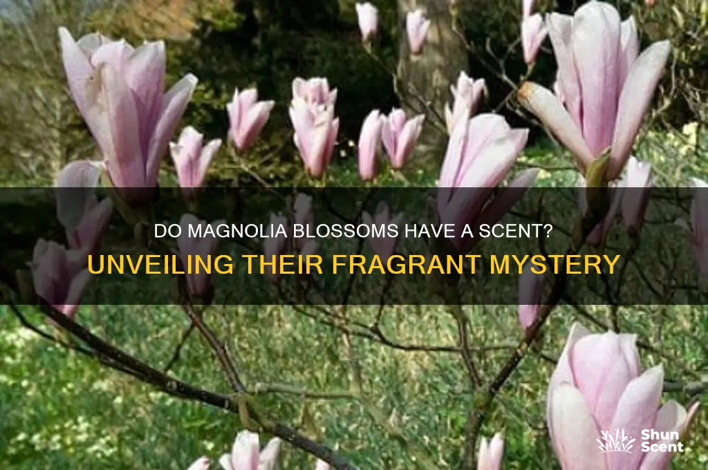 do magnolia blossoms have a scent