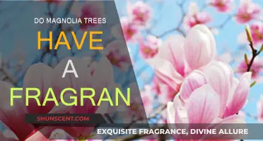 Magnolia Trees: A Fragrant Springtime Experience?