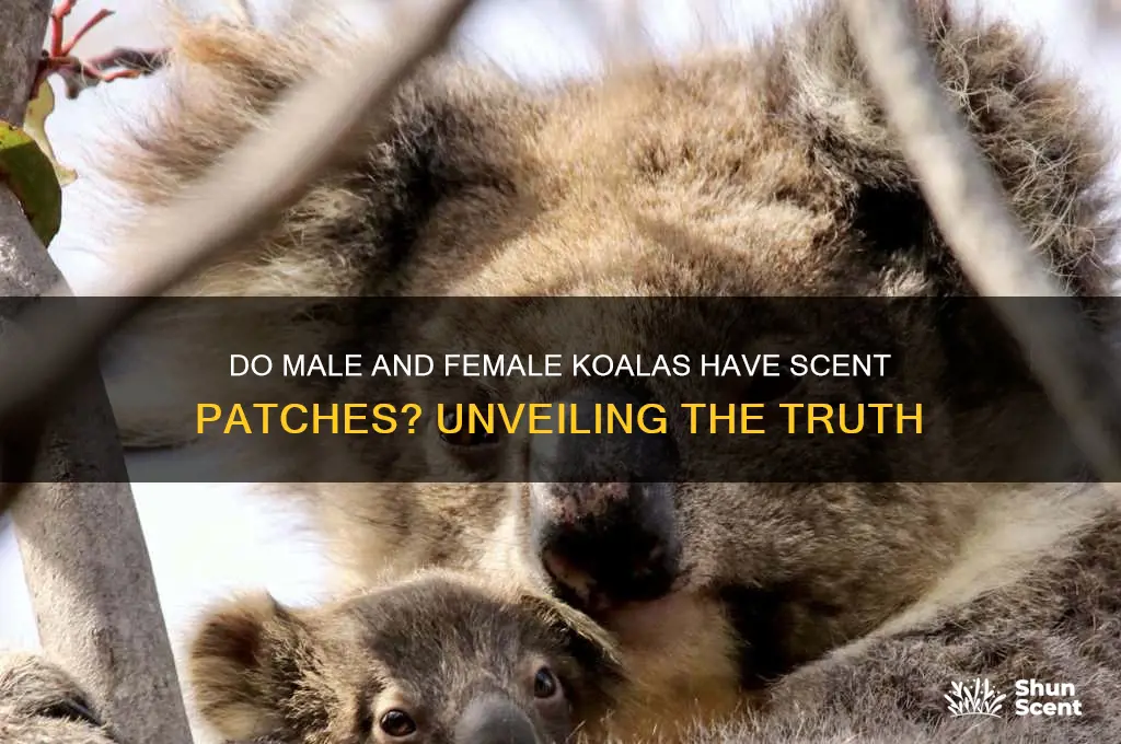 do male and female koalas have scent patches