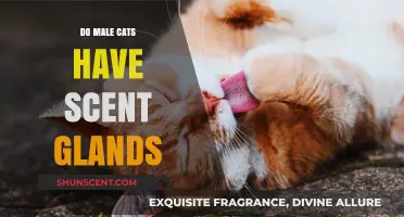 Unveiling the Mystery: Do Male Cats Have Scent Glands?