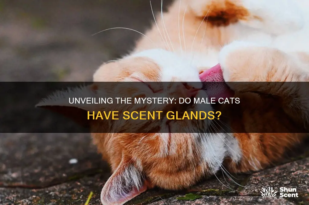 do male cats have scent glands