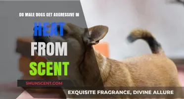 Do Male Dogs Become Aggressive When Detecting a Female in Heat?