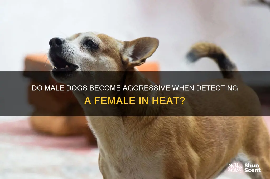 do male dogs get aggressive in heat from scent