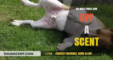Do Male Dogs Emit a Scent? Uncovering Canine Odor Secrets