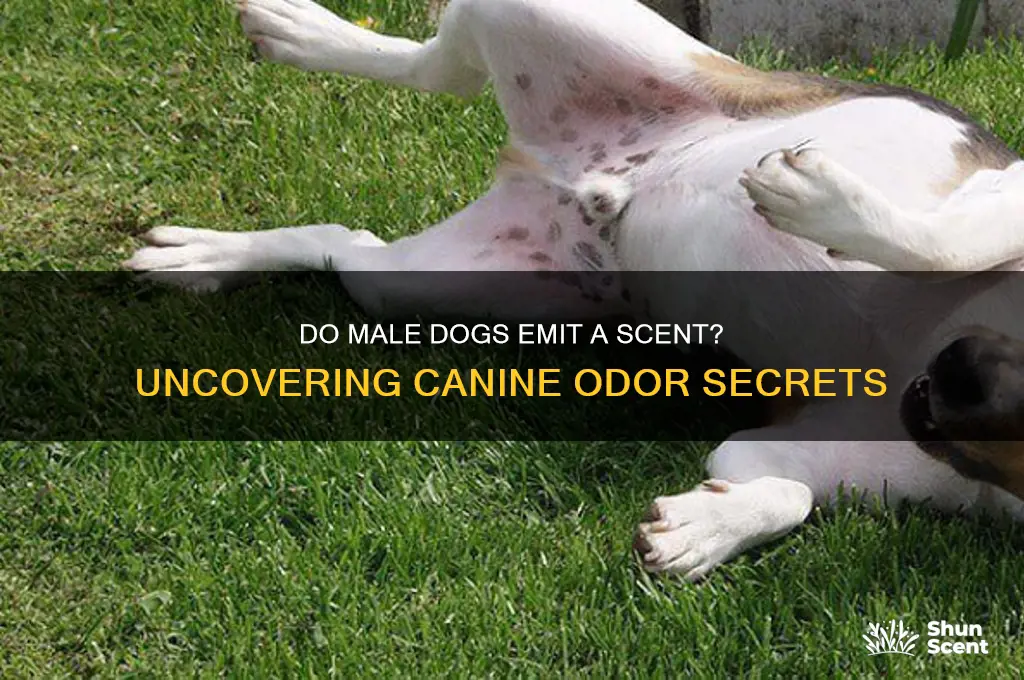 do male dogs give off a scent