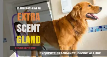 Do Male Dogs Have an Extra Scent Gland? Uncovering the Truth