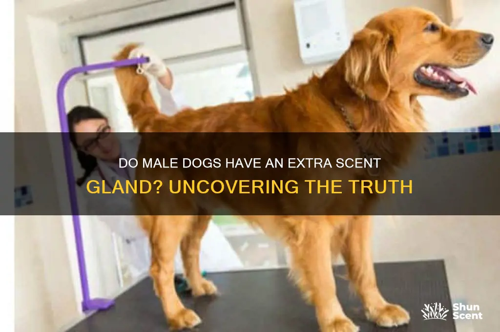 do male dogs have an extra scent gland