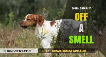 Unveiling the Truth: Do Male Dogs Emit a Distinct Scent?