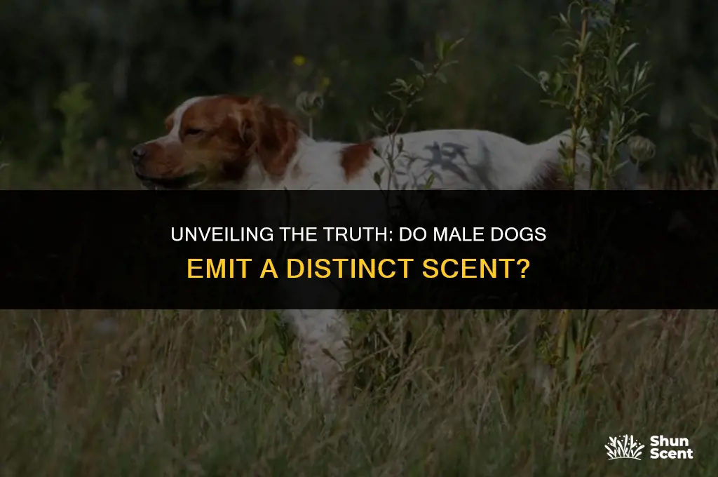 do male dogs let off a smell