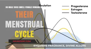 Can Male Dogs Detect a Female's Menstrual Cycle?