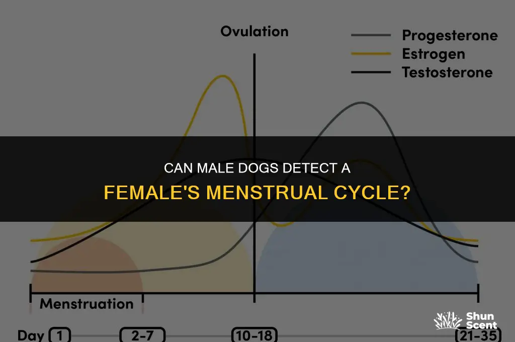 do male dogs smell female humans on their menstrual cycle