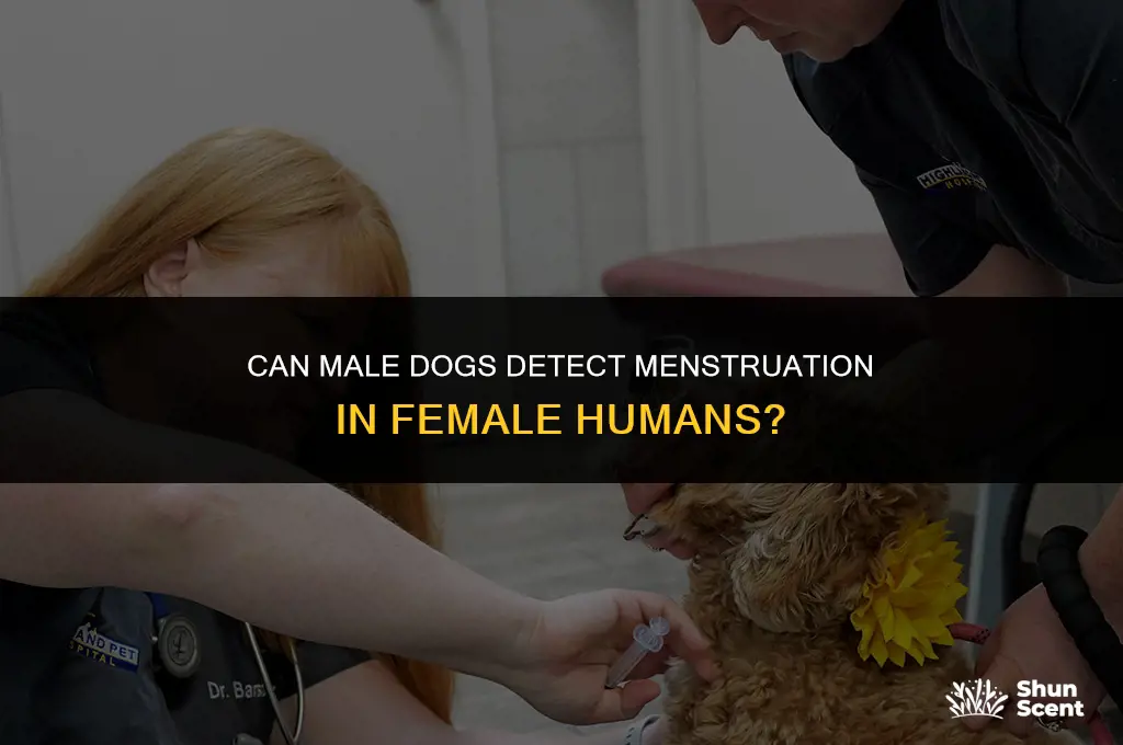 do male dogs smell female humans when they are menstrating