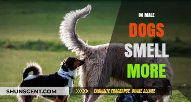 Unraveling the Myth: Do Male Dogs Really Smell More?