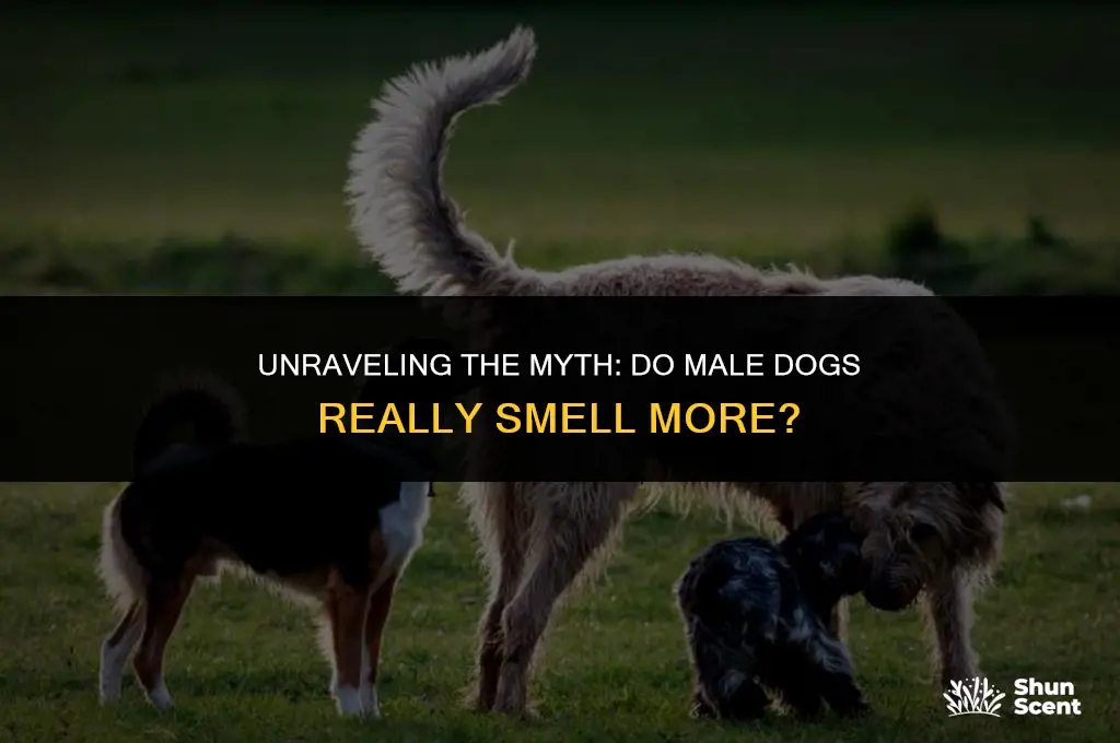 do male dogs smell more